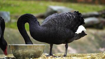 video van zwart zwaan in dierentuin