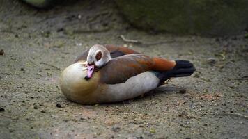 Video of Egyptian Goose in zoo