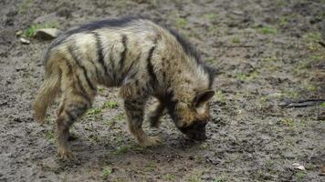 Video of Arabian striped hyaena