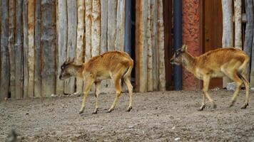 Video of Nile Lechwe in zoo