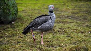 Video of Southern screamer in zoo