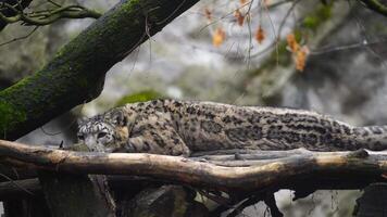 vídeo de nieve leopardo en zoo video