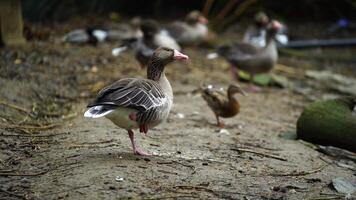 Video of Greylag Goose in zoo