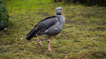 Video of Southern screamer in zoo