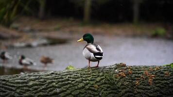 vídeo do pato-real dentro jardim zoológico video