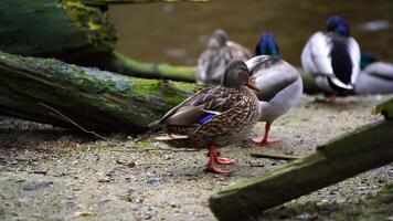 video van wilde eend in dierentuin