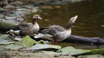 vídeo do greylag Ganso dentro jardim zoológico video