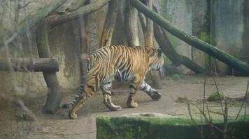 vídeo do sumatra tigre dentro jardim zoológico video