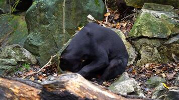 Video of Malayan Sun Bear