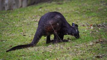 video di orientale wallaroo nel zoo