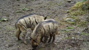 video van Arabisch gestreept hyena