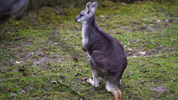 video av dunkel buskvallabyer i Zoo