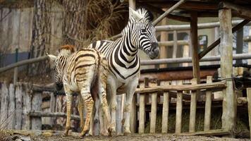 vídeo do Burchell's zebra dentro jardim zoológico video