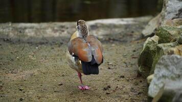 vidéo de égyptien OIE dans zoo video