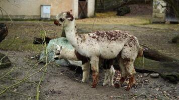 video van alpaca in dierentuin