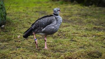 Video of Southern screamer in zoo
