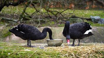 vidéo de noir cygne dans zoo video