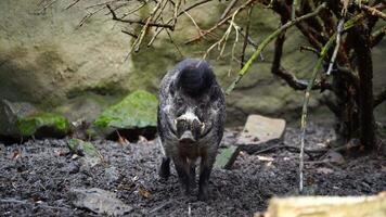 Video of Visayan warty pig