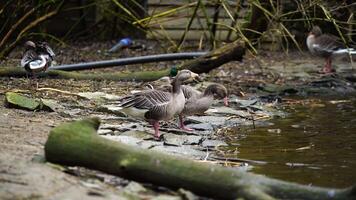 Video of Greylag Goose in zoo