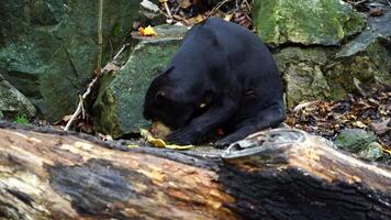 Video of Malayan Sun Bear