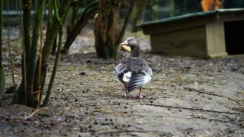 Video of Greylag Goose in zoo