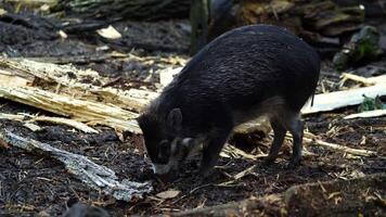 Video of Visayan warty pig