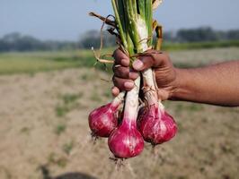 Farmer Hand holding red onion in the field Countryside of Bangladesh photo