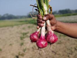 Farmer Hand holding red onion in the field Countryside of Bangladesh photo