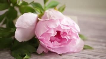 Beautiful large pink peony on a wooden table with congratulations on Mother's Day video