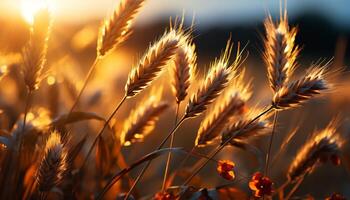 ai generado puesta de sol terminado un dorado trigo campo en verano generado por ai foto