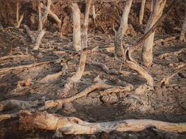 Destruction mangrove forest scenery, destruction mangrove forest is an ecosystem that has been severely degraded or eliminated such as habitat, and pollution, take care of the mangrove forest. photo