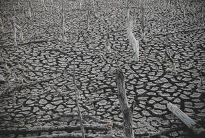 Destruction mangrove forest scenery, destruction mangrove forest is an ecosystem that has been severely degraded or eliminated such as habitat, and pollution, take care of the mangrove forest. photo