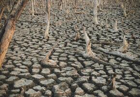 Destruction mangrove forest scenery, destruction mangrove forest is an ecosystem that has been severely degraded or eliminated such as habitat, and pollution, take care of the mangrove forest. photo