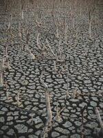 Destruction mangrove forest scenery, destruction mangrove forest is an ecosystem that has been severely degraded or eliminated such as habitat, and pollution, take care of the mangrove forest. photo