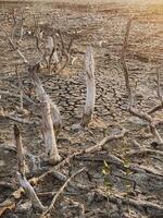 Destruction mangrove forest scenery, destruction mangrove forest is an ecosystem that has been severely degraded or eliminated such as habitat, and pollution, take care of the mangrove forest. photo