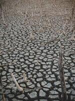 Destruction mangrove forest scenery, destruction mangrove forest is an ecosystem that has been severely degraded or eliminated such as habitat, and pollution, take care of the mangrove forest. photo