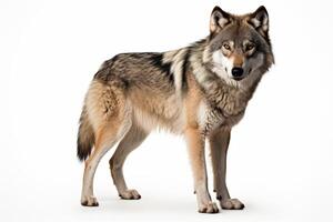 AI generated Wild wolf clipart photo