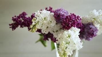 Bouquet of beautiful spring lilacs of different colors on a wooden table video