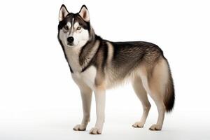 AI generated Siberian husky dog clipart photo