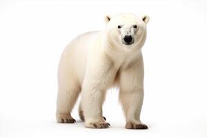 ai generado polar oso clipart foto