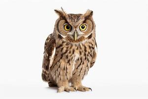 AI generated owl illustration clipart photo