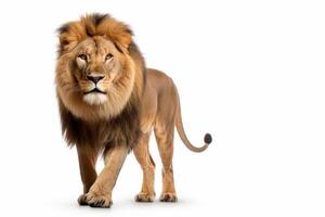AI generated Lion isolated on a plain background photo