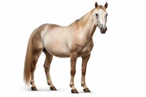 AI generated Horse isolated on white background photo