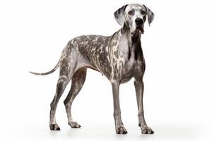 AI generated Great Dane dog clipart photo