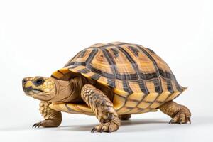 AI generated turtle illustration clipart photo