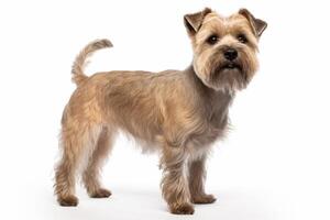 AI generated terrier dog clipart photo