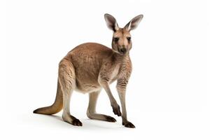 AI generated Kangaroo isolated on white background clipart photo