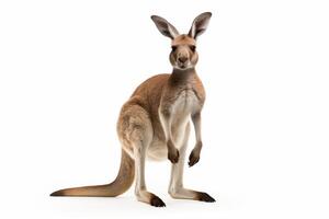 AI generated Kangaroo isolated on white background clipart photo