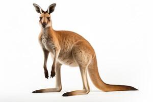 AI generated Kangaroo isolated on white background clipart photo