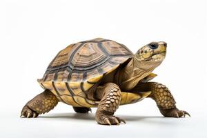 ai generado Tortuga ilustración clipart foto